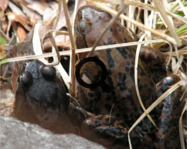 2007_04_25 Sammakot (rana temporaria)