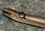 2005_07_29 Vaskitsa (Anguis fragilis)