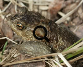 2005_05_08 Rupikonna (Bufo bufo)