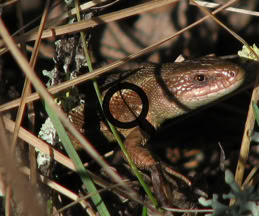 2007_05_07 Sisilisko (Lacerta vivipara)